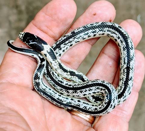 Baby High White Desert Kingsnakes