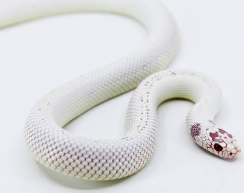 Sub Adult Albino High White California Kingsnakes