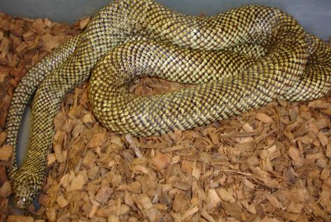Adult Florida Kingsnakes
