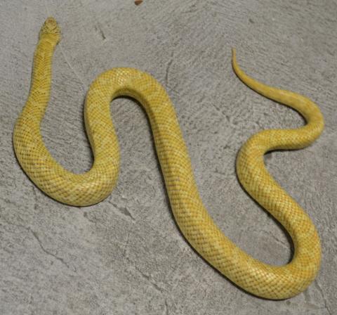 Adult Hypo Florida Kingsnakes