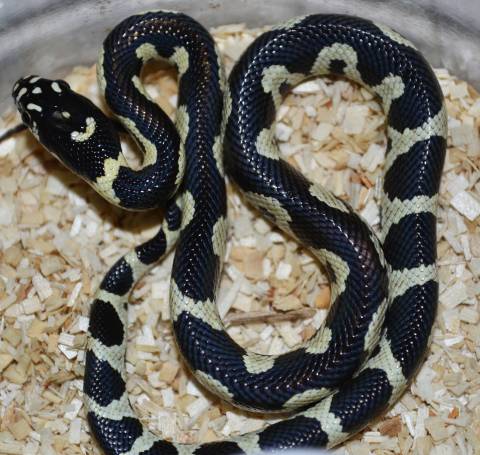 Baby SinaCorn x Jungle Kingsnakes