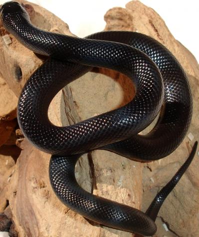 Baby Female Mexican Black Kingsnakes