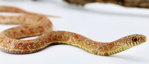 Baby Albino Mosaic Florida Kingsnakes