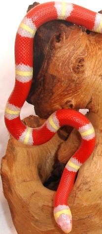 Baby Albino Sinaloan Milksnakes