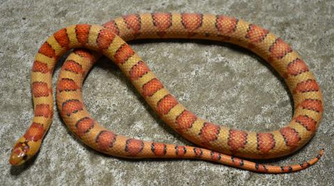 Small Variable Kingsnakes