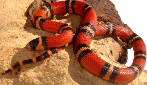 Baby Tri Color Honduran Milksnakes