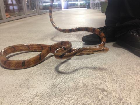 Dog Toothed Cat Snakes