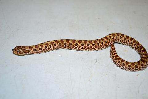 Baby Red Western Hognose Snakes