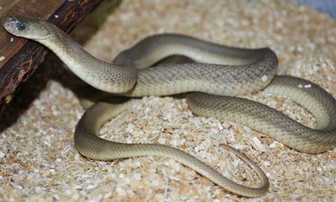 Tanzanian Egg Eating Snakes