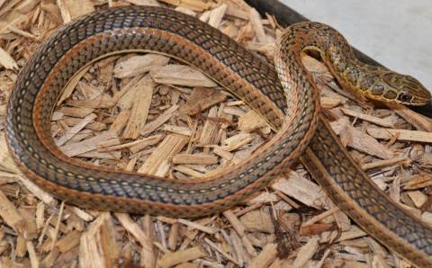 Spotted Skaapsteker Snakes