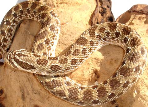 Adult Western Hognose Snakes