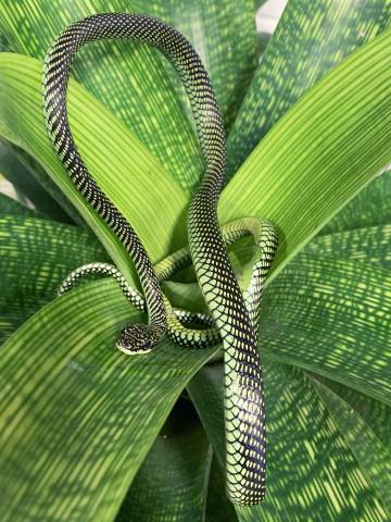 Paradise Flying Snakes