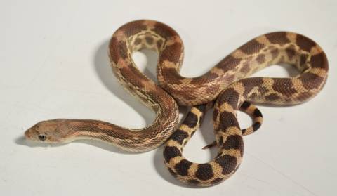 Baby Albino Southern Pine x Baja Gopher Snakes