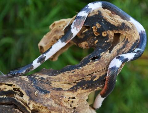 Baby Piebald Mussurana Snakes