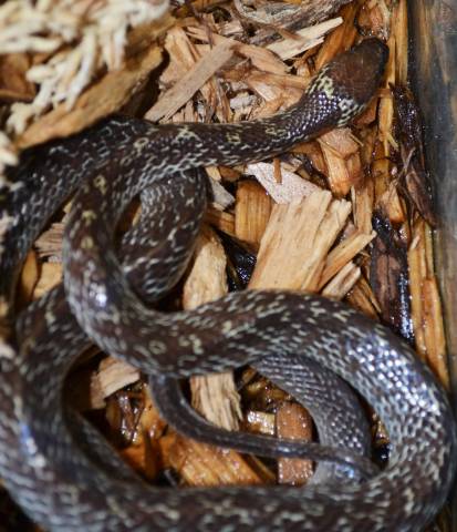 Asian Wolf Snakes
