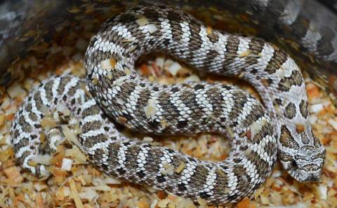 Small Arctic Western Hognose Snakes