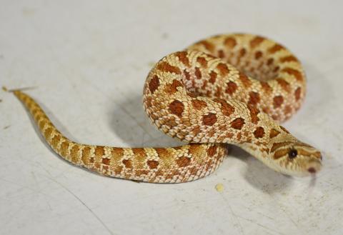 Baby Hypo Western Hognose Snakes