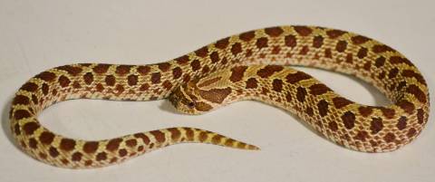 Small Western Hognose Snakes