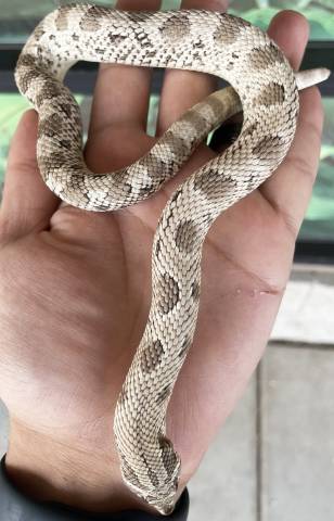 Adult Axanthic Anaconda Western Hognose Snakes