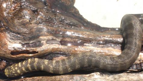 Banded Elephant Trunk Snakes