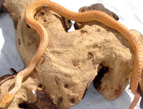Baby Albino Sonoran Gopher Snakes