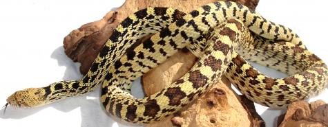 Adult Bullsnakes