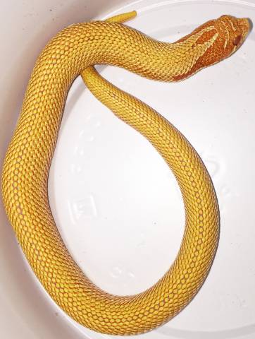 Sub Adult Albino Super Anaconda Western Hognose Snakes