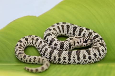 Small Super Arctic Western Hognose Snakes