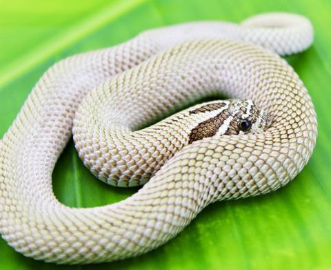 Baby Arctic Super Anaconda Western Hognose Snakes