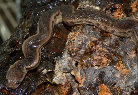 Elephant Trunk Snakes