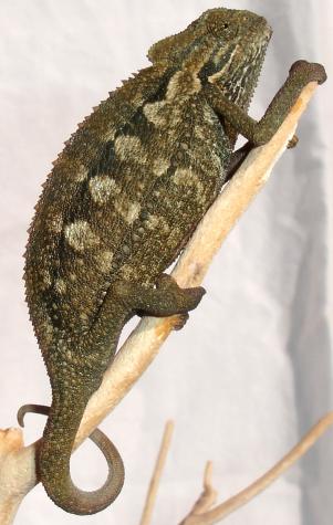 Desert Side Striped Chameleons