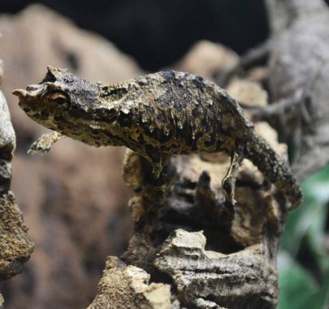 Spectral Pygmy Chameleons