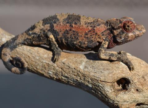 Small Jacksons Chameleons