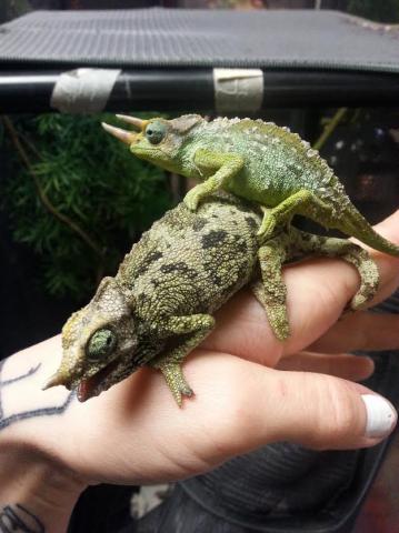 Mt. Meru Dwarf Jacksons Chameleons