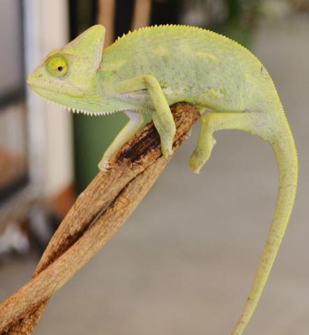 Small Veiled Chameleons