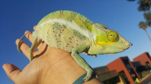 Adult Analovana Panther Chameleons