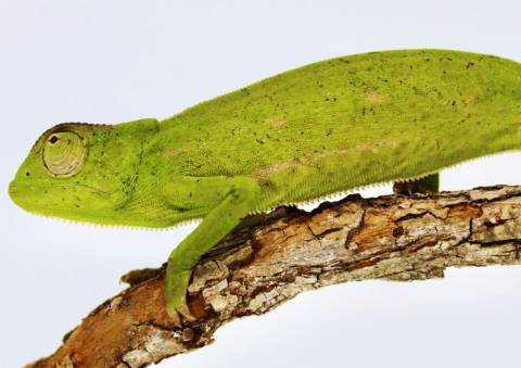 Senegal Chameleons