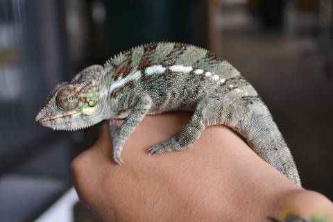 Medium Male Red Ambanja Panther Chameleons