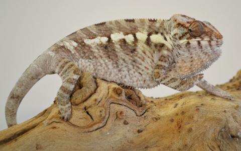 Sub Adult Female Nosy Be Panther Chameleons