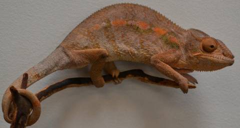 Medium Female Ambanja Panther Chameleons