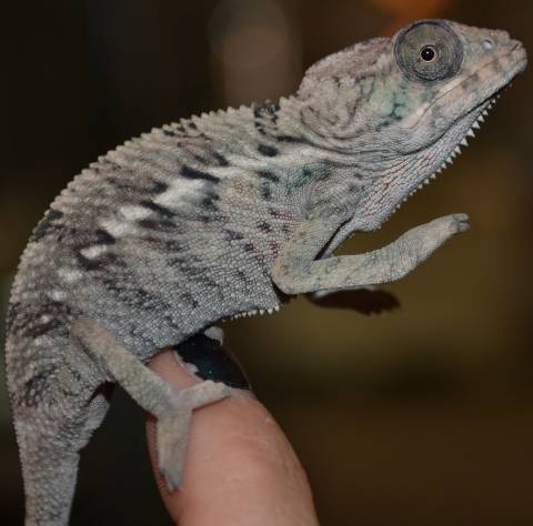 Small Male Panther Chameleons (non locale specific)