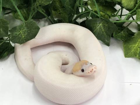 Baby Banana Spied Ball Pythons