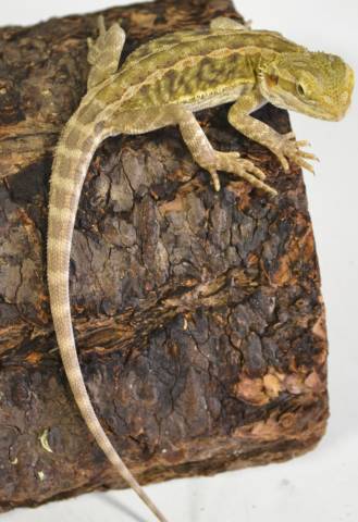 Small Citrus Leatherback Bearded Dragons