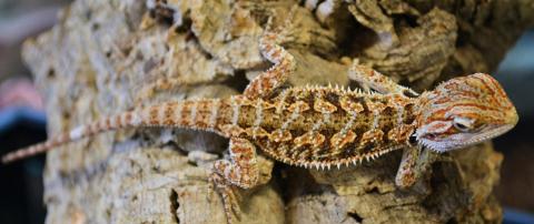 Small Red Bearded Dragons 
