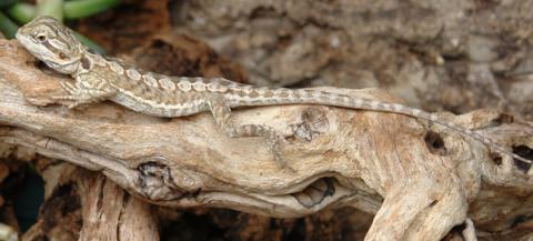 Sub Adult Leatherback Bearded Dragons