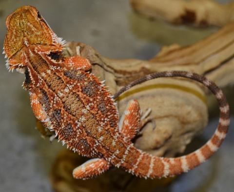 Medium Super Red Bearded Dragons