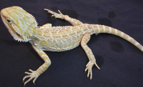 Baby Hypo Pastel Bearded Dragons