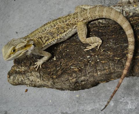 Sub Adult Female Bearded Dragons
