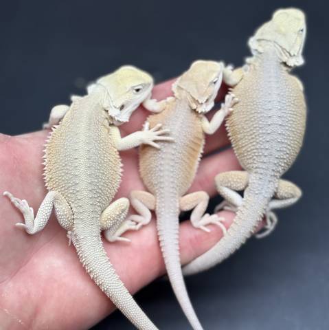 Small Hypo Witblits Bearded Dragons