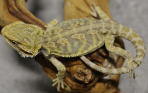 Small Hypo Leatherback Bearded Dragons w/minor nips